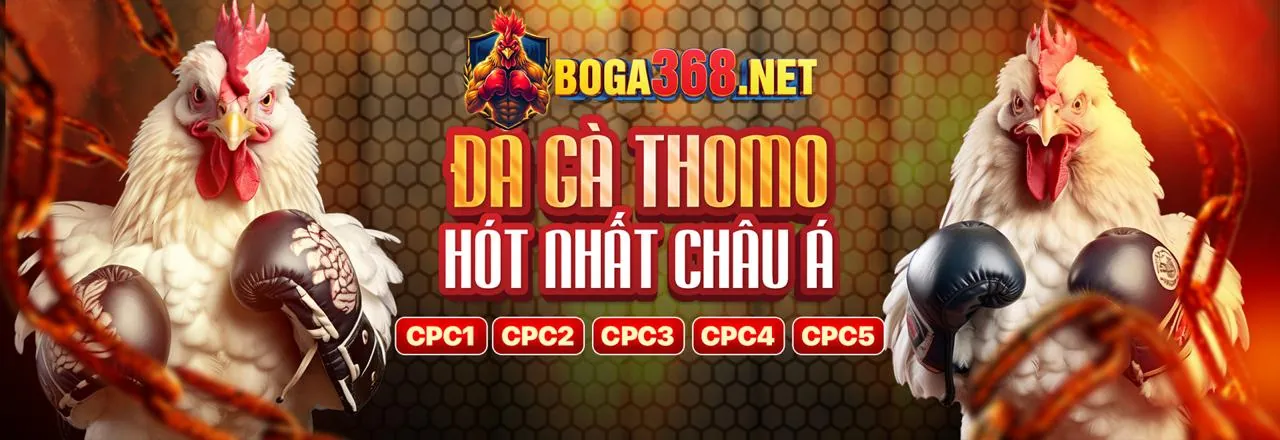 Trận đấu đá gà kịch tính tại đấu trường Kubet777 Nhà Cái
